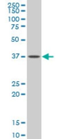 Monoclonal Anti-GNAI2 antibody produced in mouse