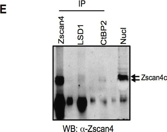 Anti-Zscan4 Antibody