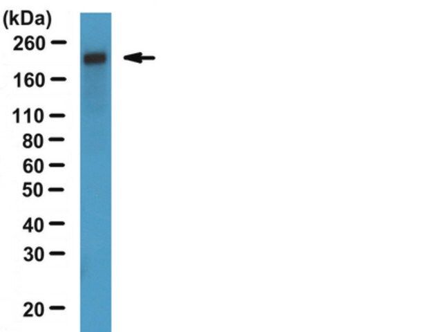 Anti-ZO-1 Antibody, clone R40.76