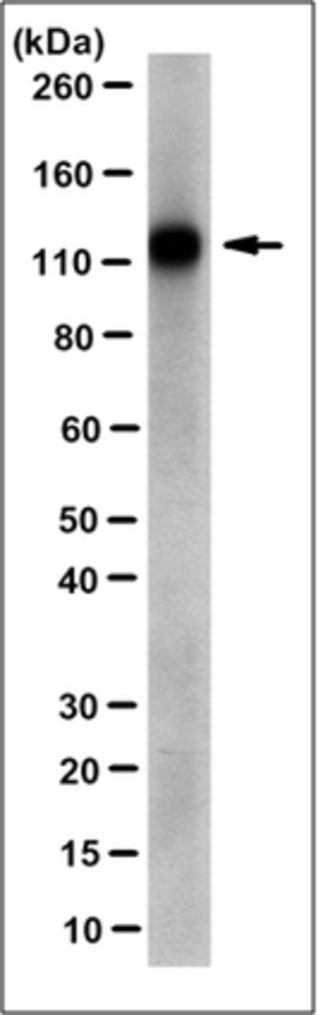 Anti-EphA7 Antibody, clone 2F3.1