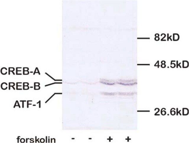 Anti-CREB Antibody, pSer133