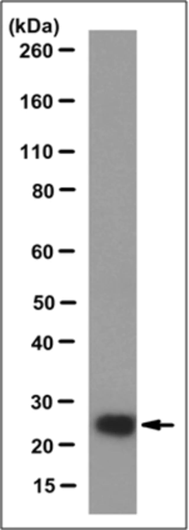 Anti-BDNF Antibody, clone 8G8.2