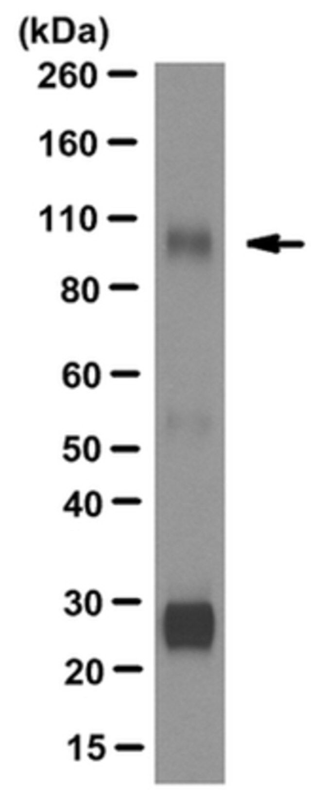 Anti-CSF-1R/CD115 Antibody clone FER216