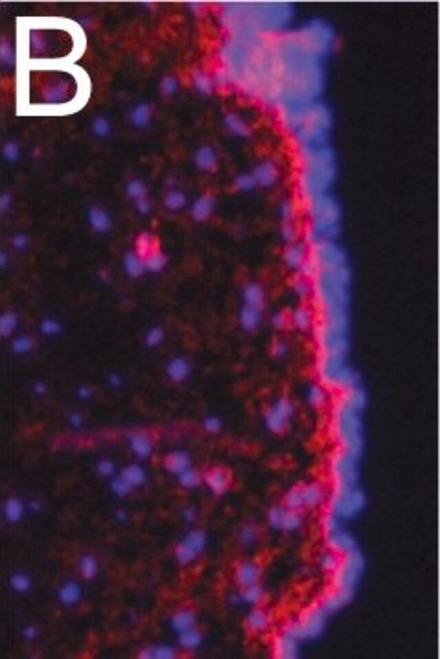 Anti-Fibronectin Antibody