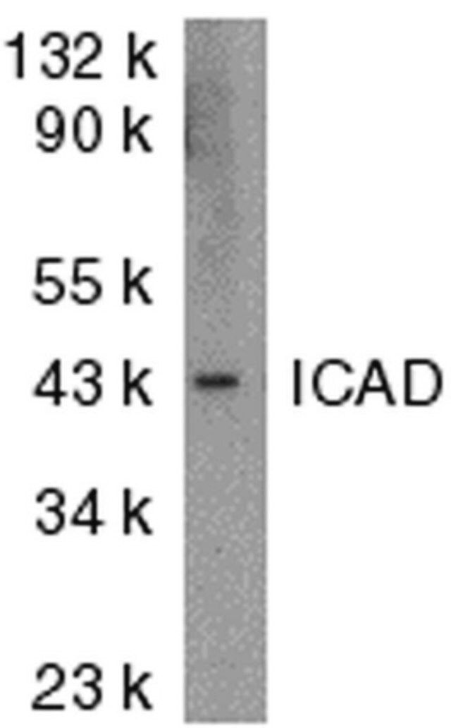 Anti-ICAD/DFF Antibody, NT (a.a. 2-21 of mouse ICAD)