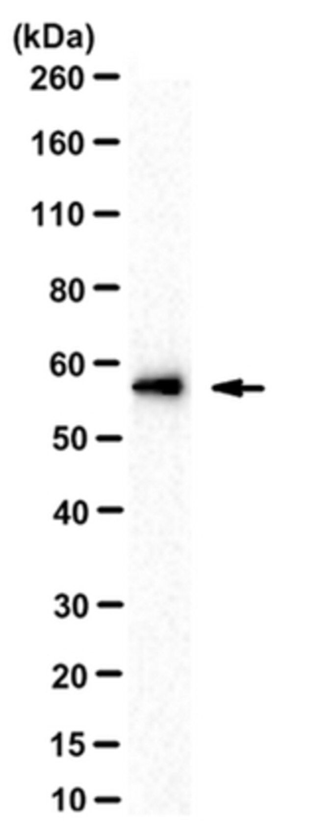 Anti-Fgr Antibody, clone SuGr-7 14F3