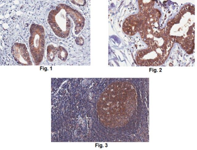 Anti-Pan Shc Antibody, clone 3A12.1