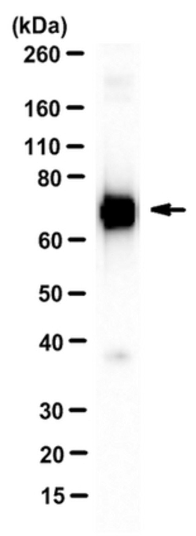 Anti-Stat3b Antibody, clone 516 G10H9