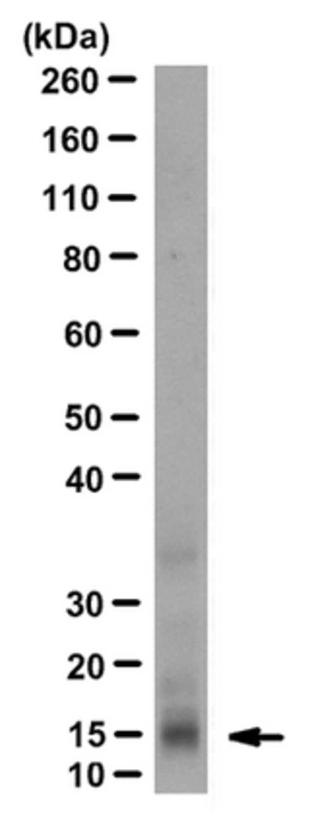 Anti-INK4b (p15) Antibody, clone GF10 (10C7A6)