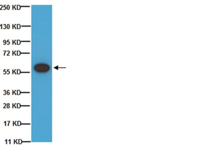 Anti-Tyrosine Hydroxylase Antibody, phosphoSer 40