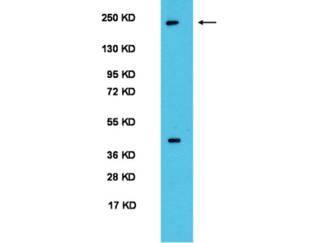 Anti-Per2 Antibody