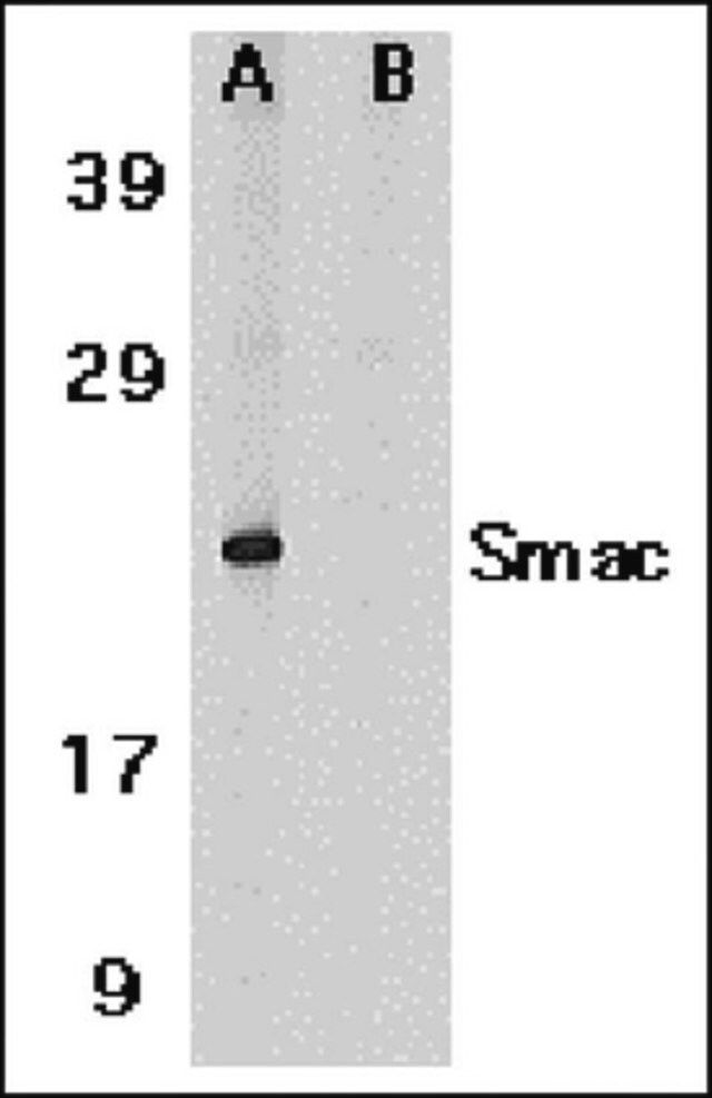 Anti-Smac/Diablo Antibody