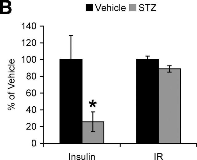 Anti-Insulin Receptor Antibody, beta subunit, clone CT-3