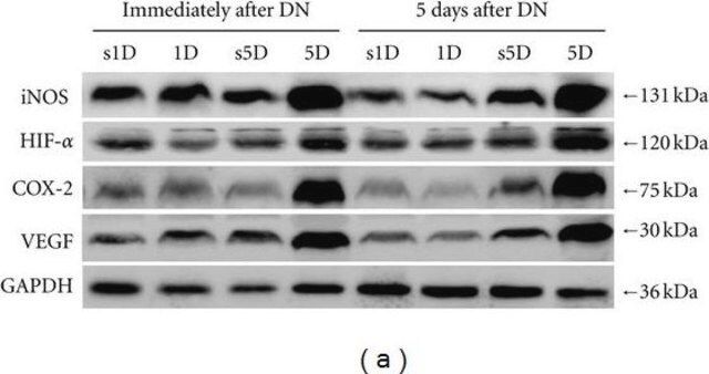 Anti-Nitric Oxide Synthase II Antibody