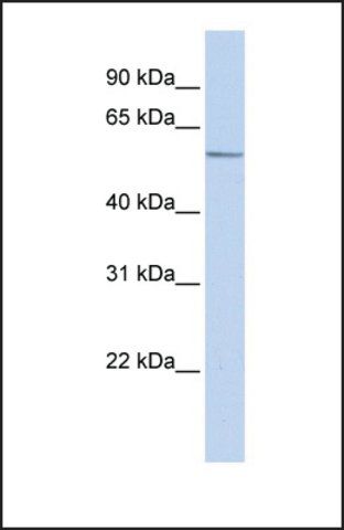 Anti-ZNF682 antibody produced in rabbit