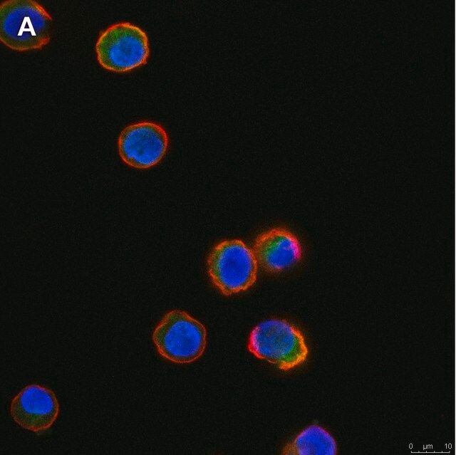 Anti-Tec Antibody, clone 19M23, ZooMAb<sup>®</sup> Rabbit Monoclonal