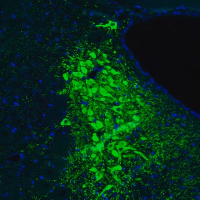 Monoclonal Anti-TH antibody produced in mouse