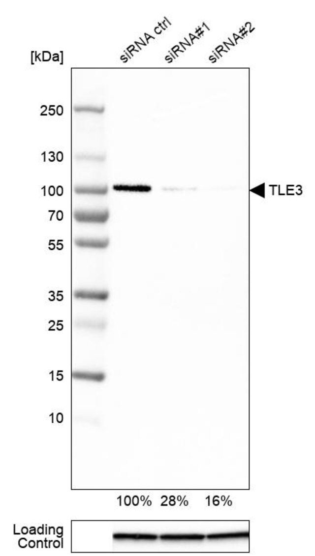 Monoclonal Anti-TLE3 antibody produced in mouse