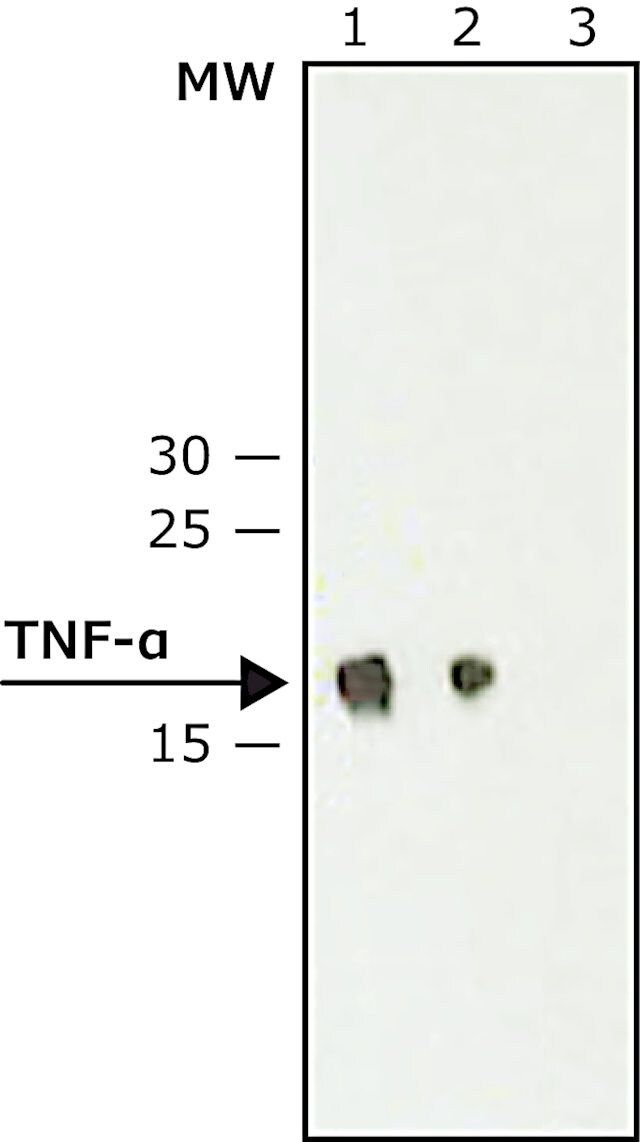 Monoclonal Anti-Tumor Necrosis Factor- antibody produced in hamster