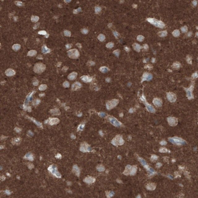 Monoclonal Anti-THY1 antibody produced in mouse