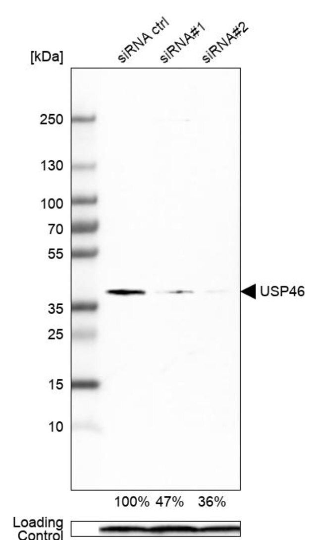 Monoclonal Anti-USP46 antibody produced in mouse