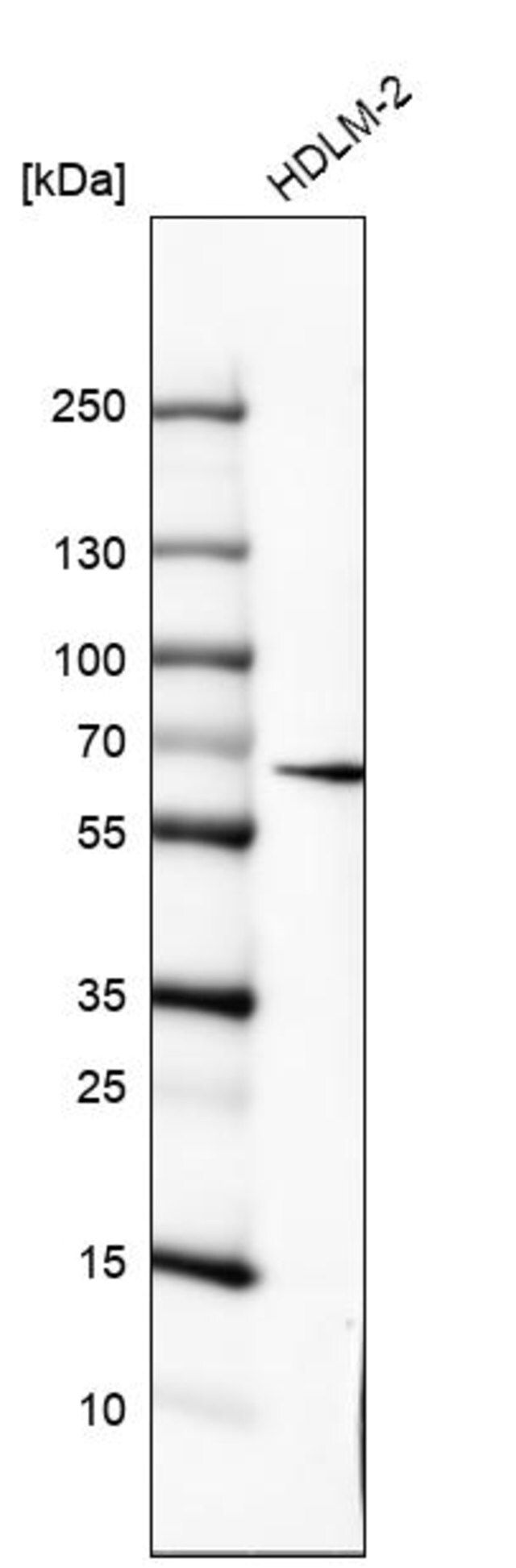 Monoclonal Anti-IL10RA antibody produced in mouse