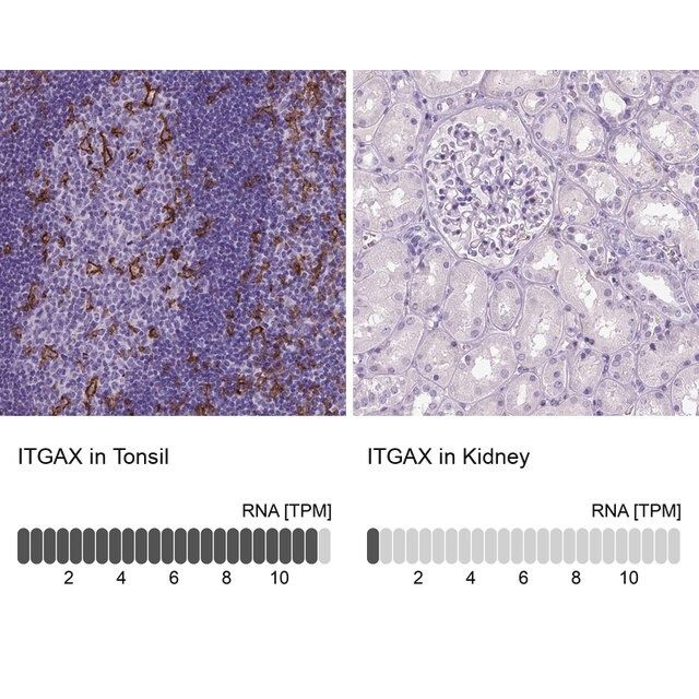 Monoclonal Anti-ITGAX antibody produced in mouse