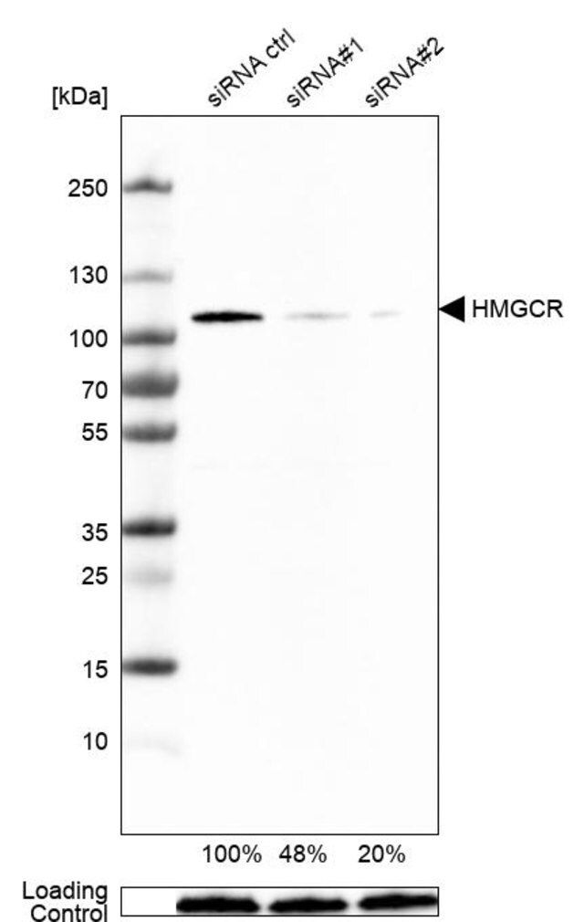 Monoclonal Anti-HMGCR antibody produced in mouse