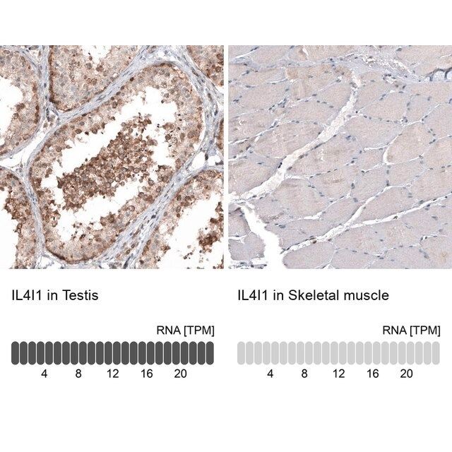 Monoclonal Anti-IL4I1 antibody produced in mouse