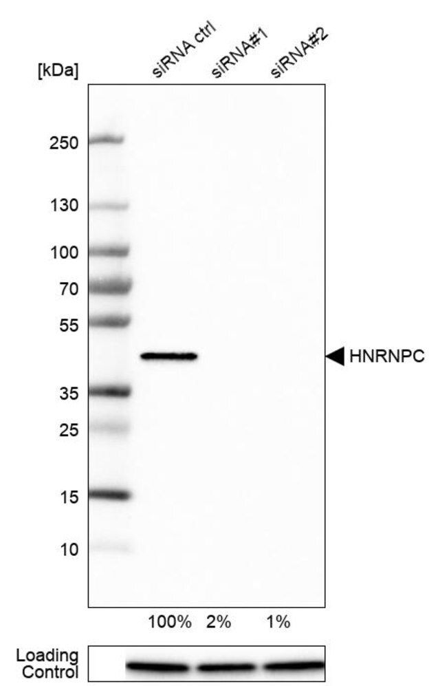 Monoclonal Anti-HNRNPC antibody produced in mouse