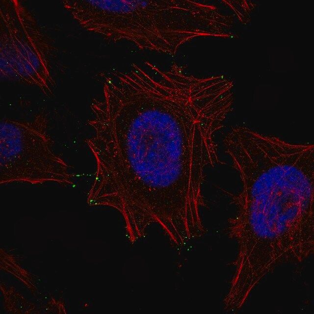 Monoclonal Anti-MYO10 antibody produced in mouse