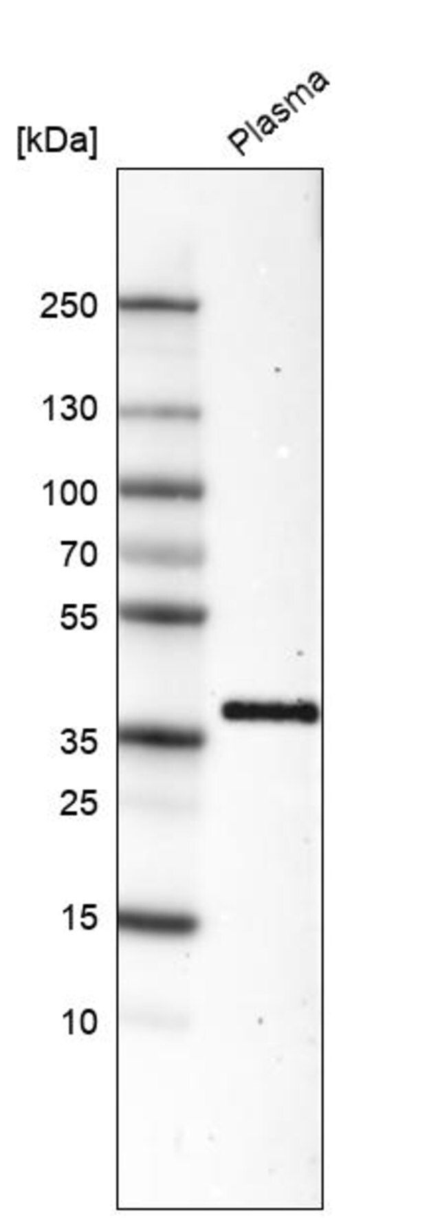 Monoclonal Anti-INHBC antibody produced in mouse