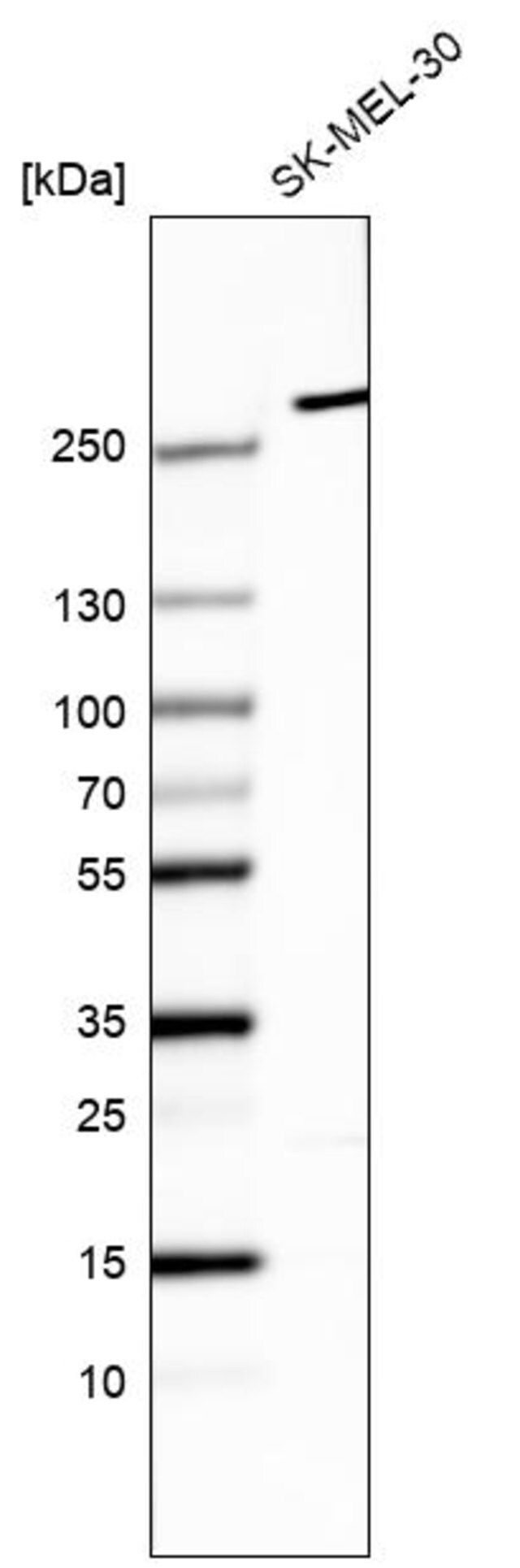 Monoclonal Anti-MYO10 antibody produced in mouse