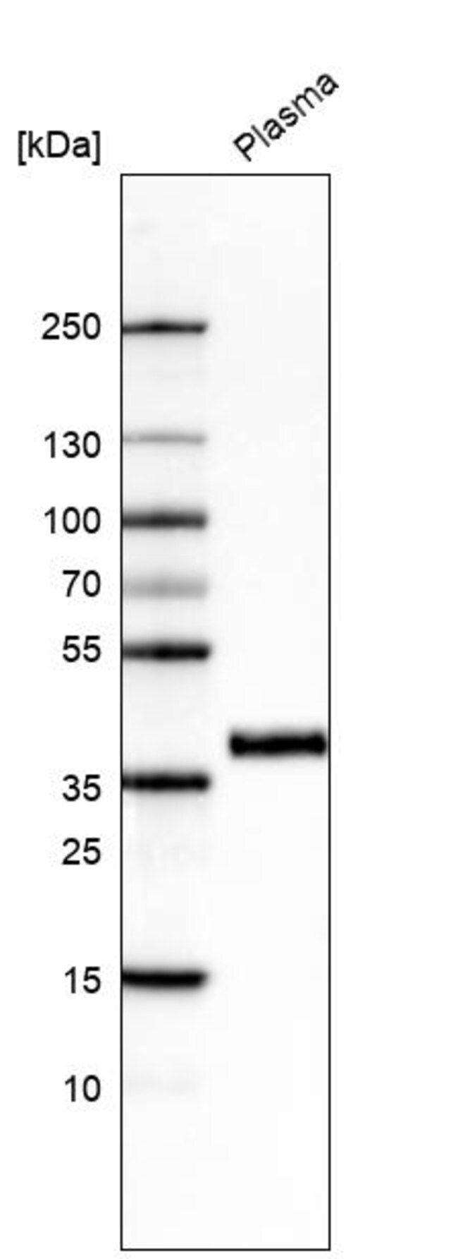 Monoclonal Anti-INHBC antibody produced in mouse