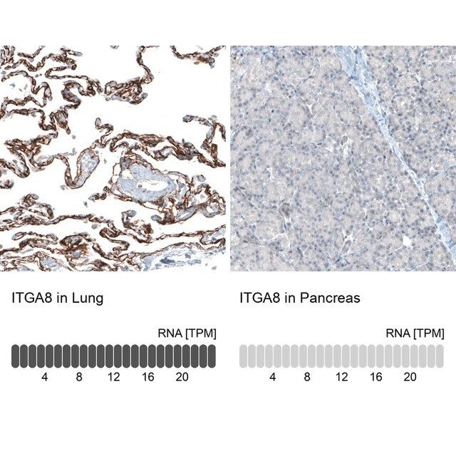 Monoclonal Anti-ITGA8 antibody produced in mouse