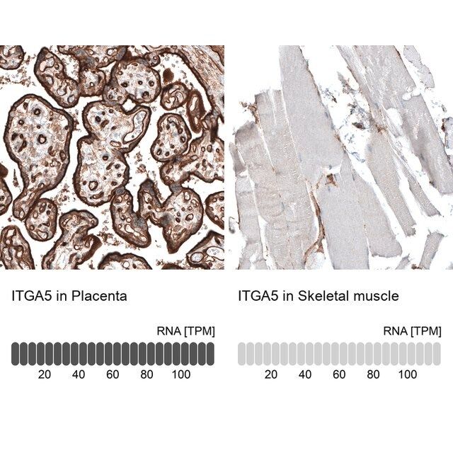 Monoclonal Anti-ITGA5 antibody produced in mouse