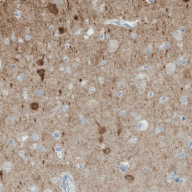 Monoclonal Anti-NECAB1 antibody produced in mouse