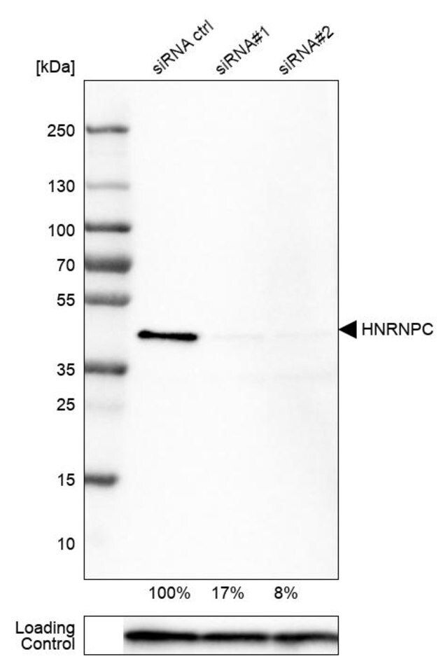 Monoclonal Anti-HNRNPC antibody produced in mouse