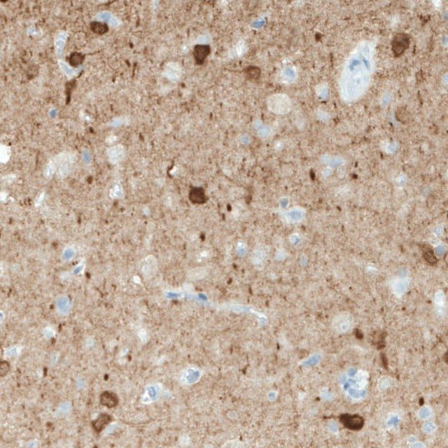 Monoclonal Anti-NECAB1 antibody produced in mouse