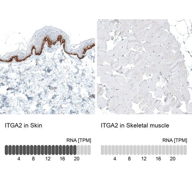 Monoclonal Anti-ITGA2 antibody produced in mouse