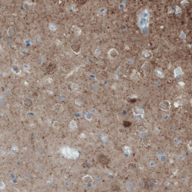 Monoclonal Anti-NECAB2 antibody produced in mouse