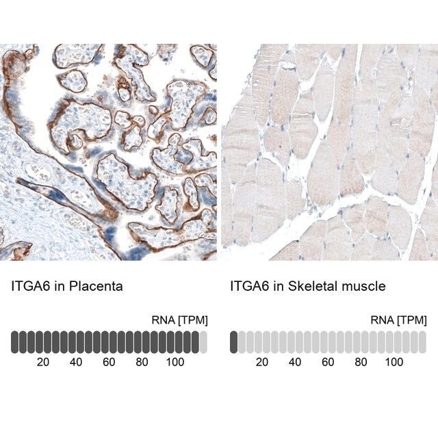 Monoclonal Anti-ITGA6 antibody produced in mouse