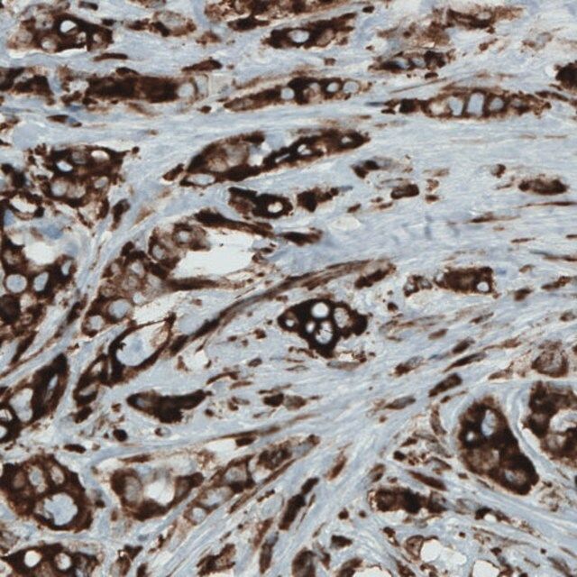 Monoclonal Anti-MTDH antibody produced in mouse