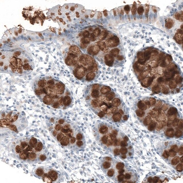 Monoclonal Anti-MUC2 antibody produced in mouse