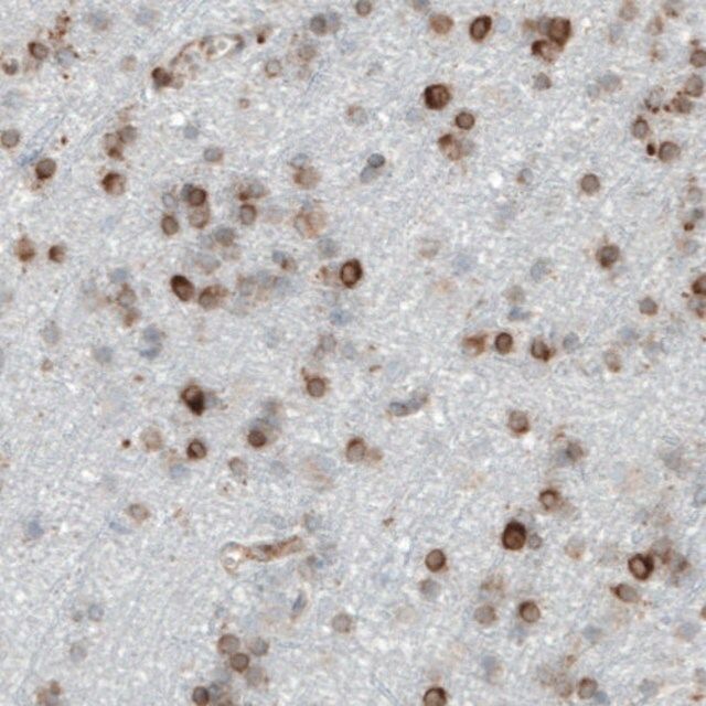 Monoclonal Anti-MTDH antibody produced in mouse