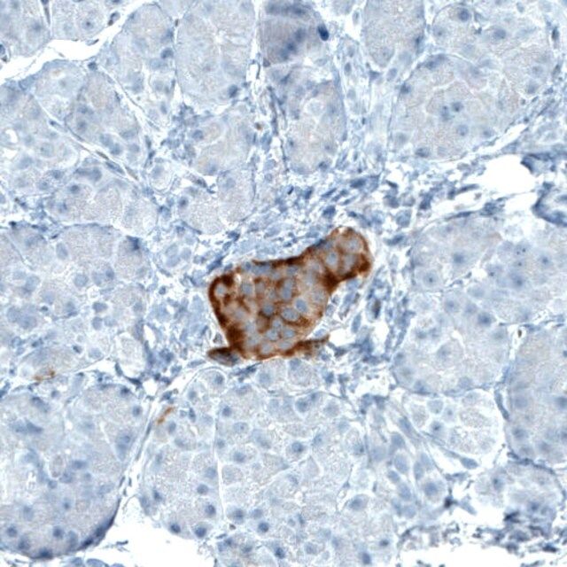 Monoclonal Anti-TSPAN7 antibody produced in mouse