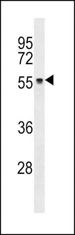 ANTI-ZNF737(N-TERMINAL) antibody produced in rabbit