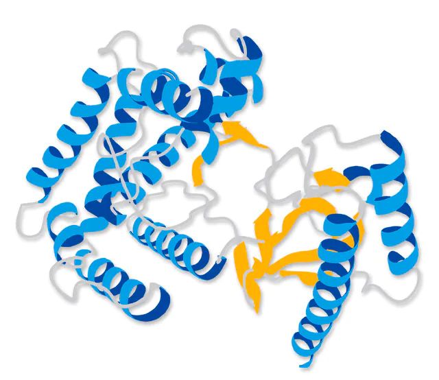 Concanavalin A, <i>Canavalia ensiformis</i>