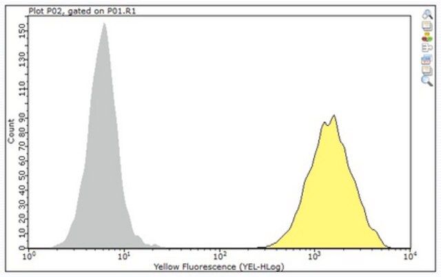 Anti-Ly49A Antibody, clone A1