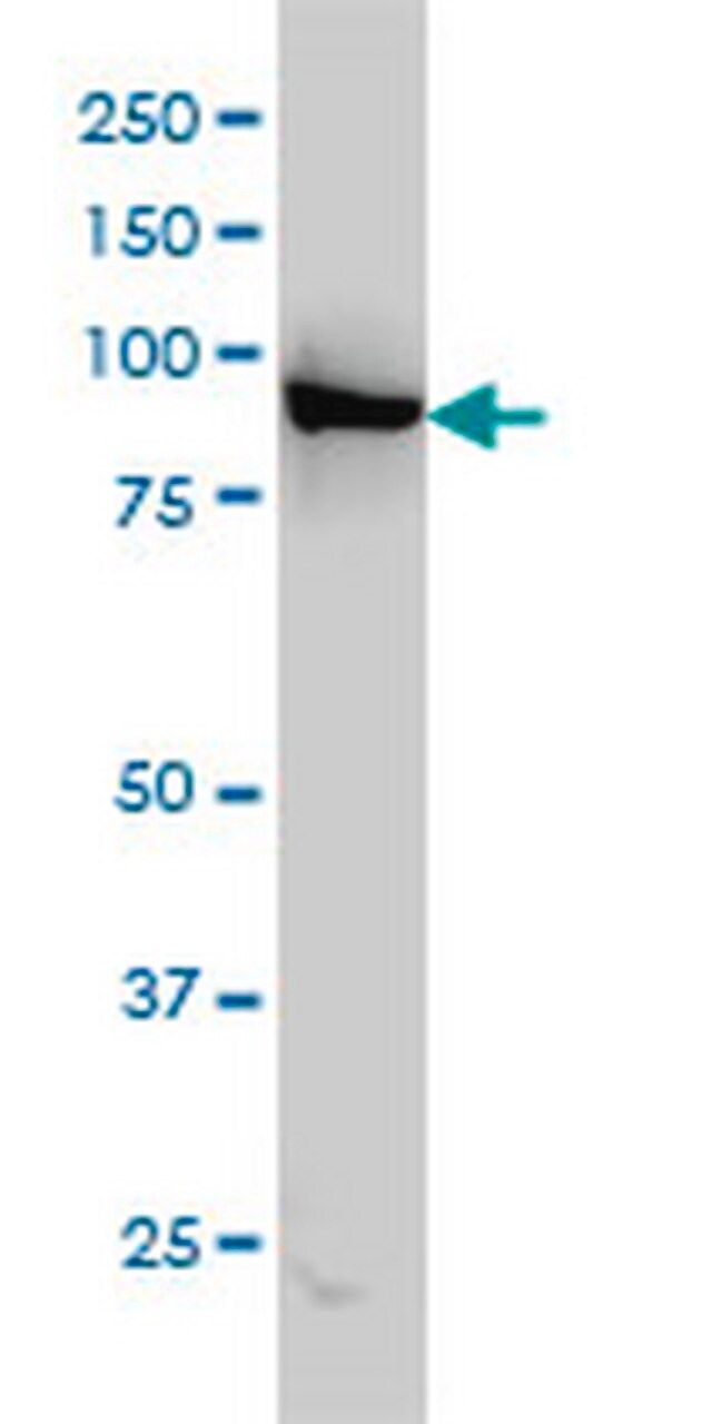 Anti-LEPRE1 Mouse mAb (3C7)